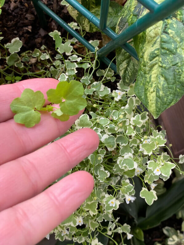 Taille d'une pousse verte sur Cymbalaria muralis 'Snow Wave' au printemps sur mon balcon parisien, Paris 19e (75)