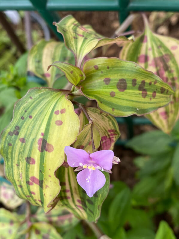 Tinantia pringlei 'Variegata' au printemps sur mon balcon parisien, Paris 19e (75)