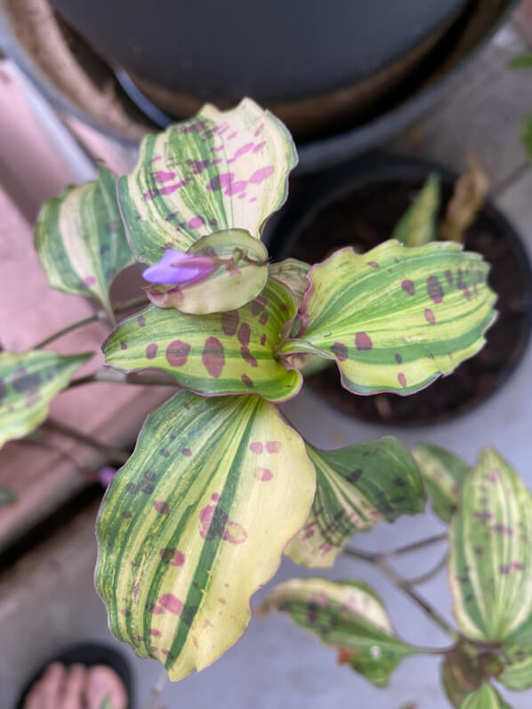 Tinantia pringlei 'Variegata' au printemps sur mon balcon parisien, Paris 19e (75)