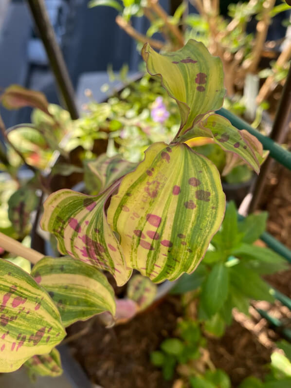 Tinantia pringlei 'Variegata' au printemps sur mon balcon parisien, Paris 19e (75)