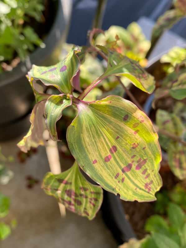 Tinantia pringlei 'Variegata' au printemps sur mon balcon parisien, Paris 19e (75)