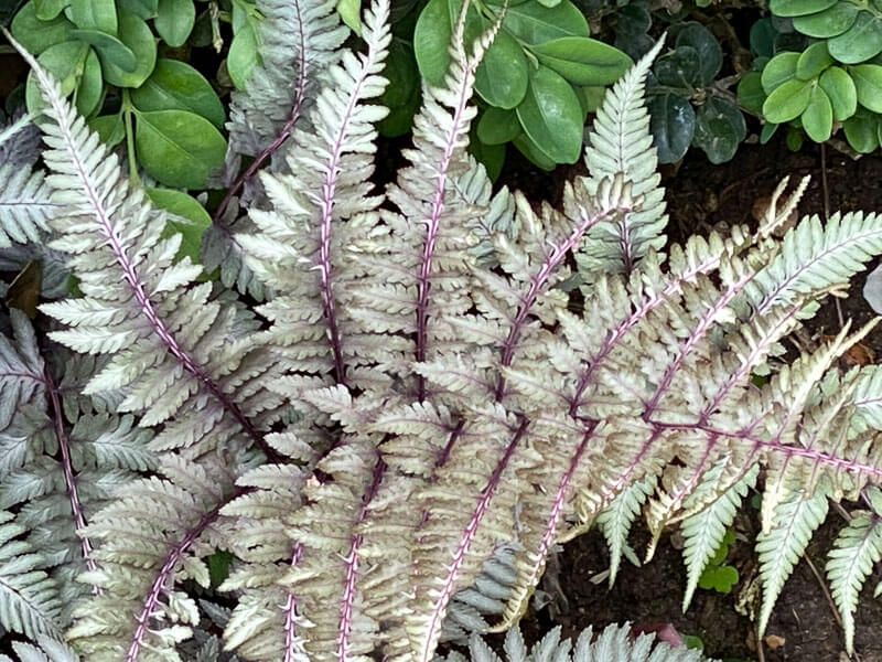 Fougère japonaise, Athyrium niponicum au printemps dans le parc de Bagatelle, Paris 16e (75)