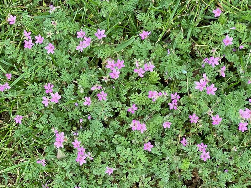 Mauvaise herbe dans la pelouse, Erodium, au printemps dans le parc de Bagatelle, Paris 16e (75)