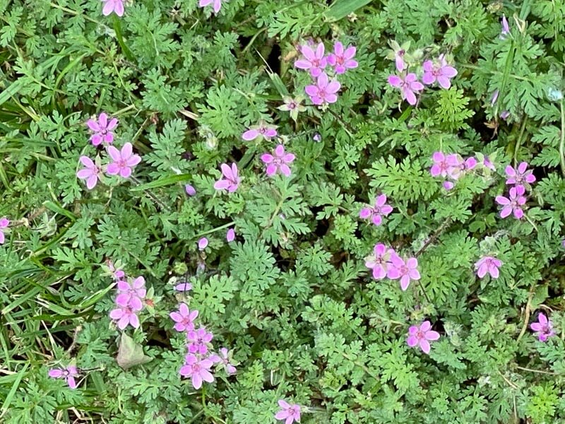 Mauvaise herbe dans la pelouse, Erodium, au printemps dans le parc de Bagatelle, Paris 16e (75)