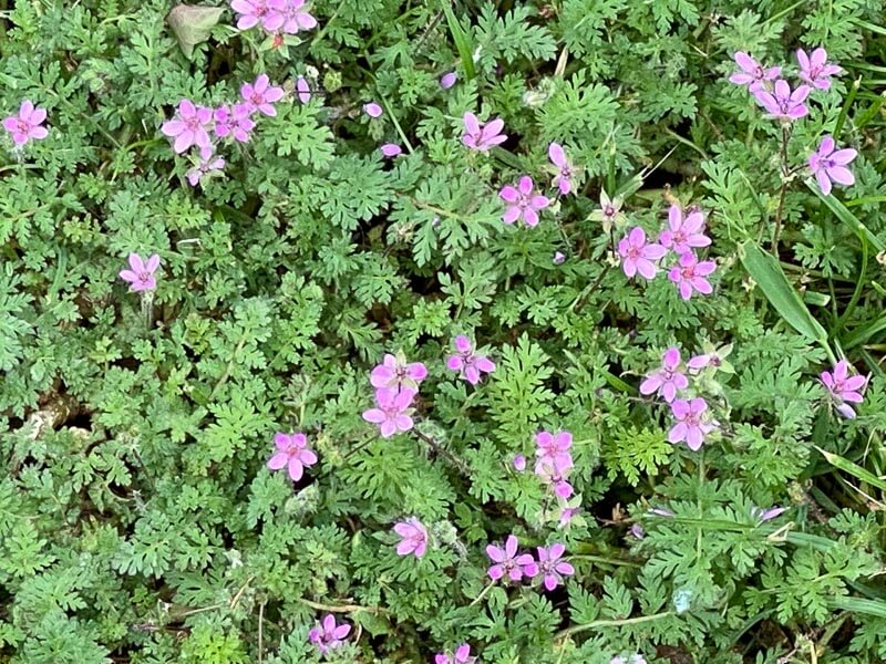 Mauvaise herbe dans la pelouse, Erodium, au printemps dans le parc de Bagatelle, Paris 16e (75)