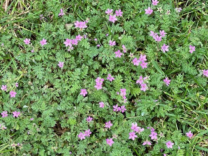 Mauvaise herbe dans la pelouse, Erodium, au printemps dans le parc de Bagatelle, Paris 16e (75)