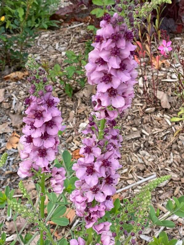 Molène (Verbascum) au printemps dans le parc de Bagatelle, Paris 16e (75)