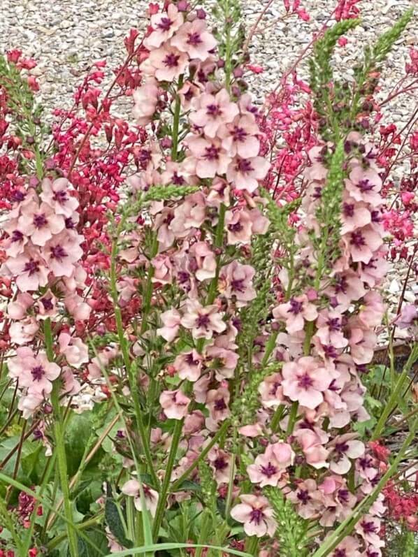 Molène (Verbascum) au printemps dans le parc de Bagatelle, Paris 16e (75)