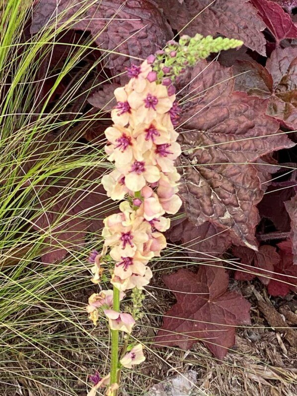 Molène (Verbascum) au printemps dans le parc de Bagatelle, Paris 16e (75)