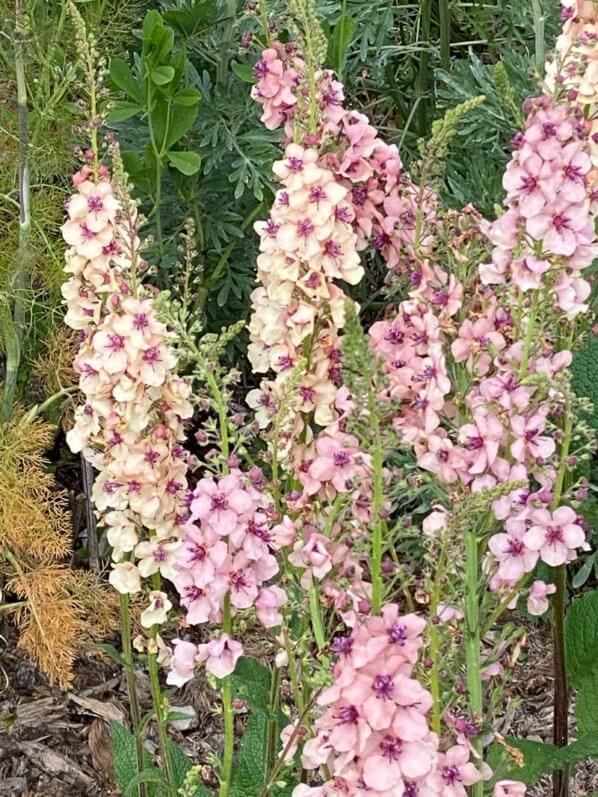 Molène (Verbascum) au printemps dans le parc de Bagatelle, Paris 16e (75)