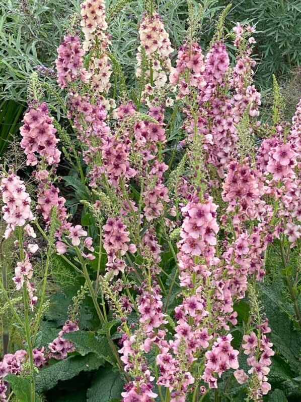 Molène (Verbascum) au printemps dans le parc de Bagatelle, Paris 16e (75)