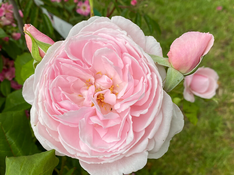 Rose La Merveille du Mont-Saint-Michel, au printemps dans le parc de Bagatelle, Paris 16e (75)