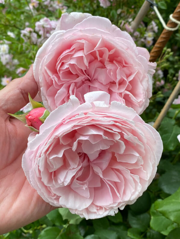 Rose La Merveille du Mont-Saint-Michel, au printemps dans le parc de Bagatelle, Paris 16e (75)