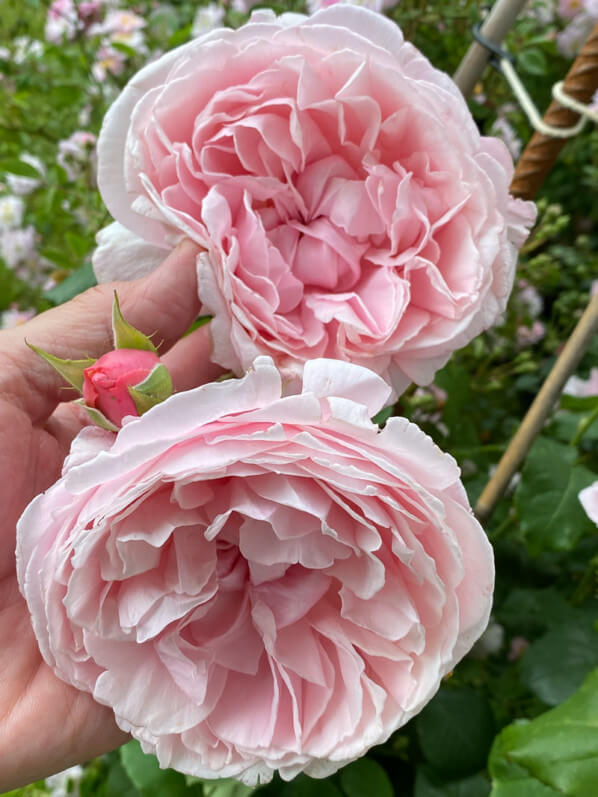 Rose La Merveille du Mont-Saint-Michel, au printemps dans le parc de Bagatelle, Paris 16e (75)