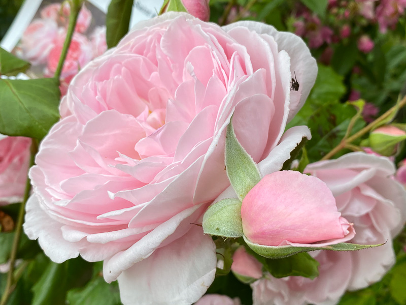 Rose La Merveille du Mont-Saint-Michel, au printemps dans le parc de Bagatelle, Paris 16e (75)