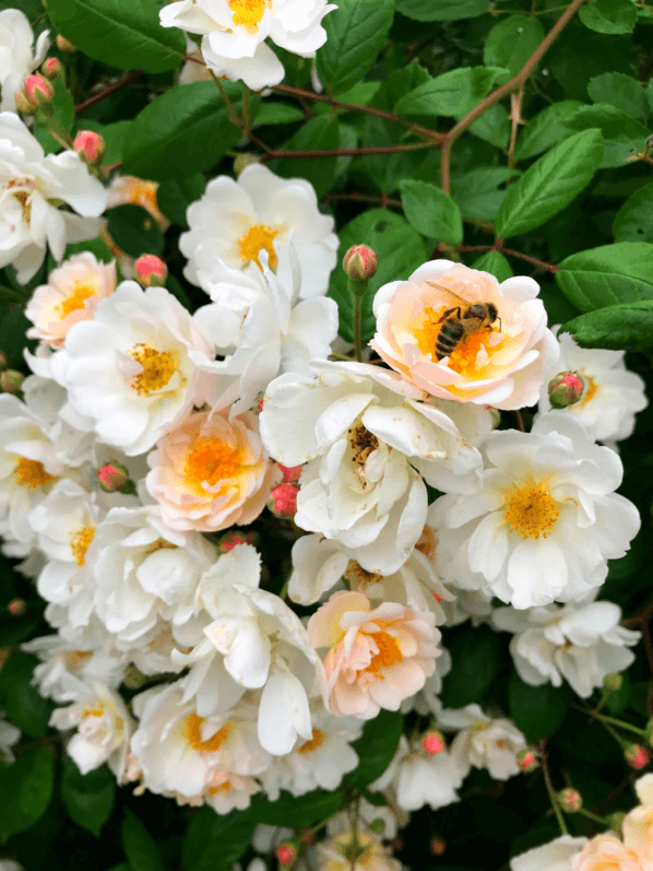 Roses, abeille, Roseraie Ducher