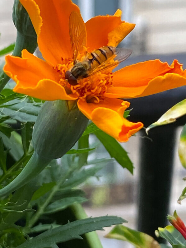 Syrphe sur une fleur d'oeillet d'Inde au printemps sur mon balcon parisien, Paris 19e (75)