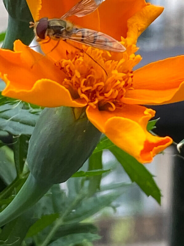 Syrphe sur une fleur d'oeillet d'Inde au printemps sur mon balcon parisien, Paris 19e (75)