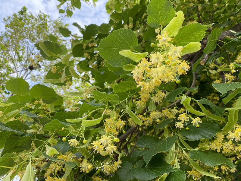 Tilleul en pleine floraison, Suresnes (92)