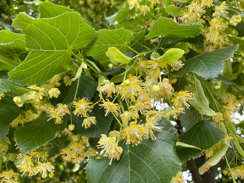 Tilleul en pleine floraison, Suresnes (92)