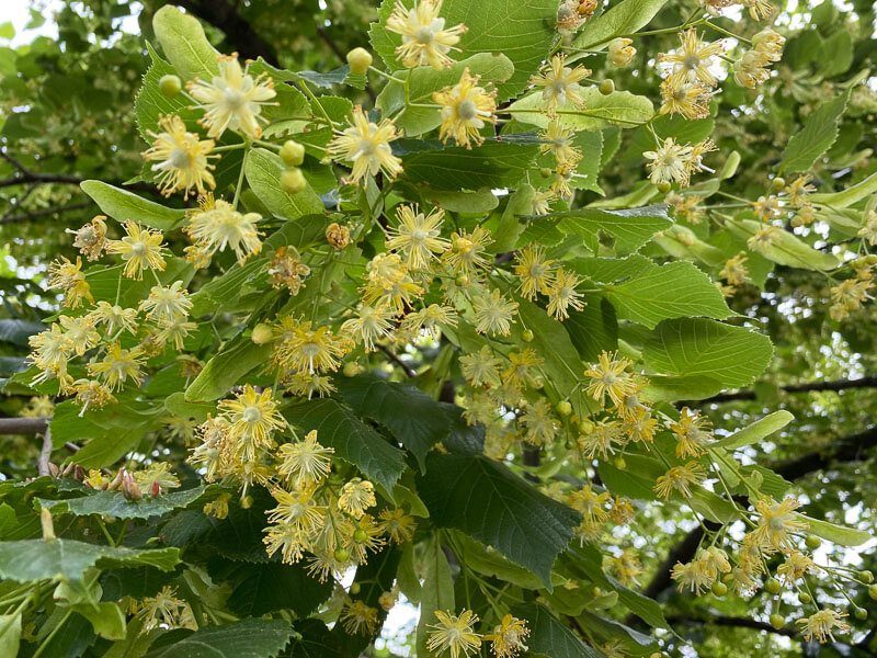 Tilleul en pleine floraison, Suresnes (92)