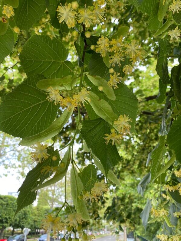 Tilleul en pleine floraison, Suresnes (92)