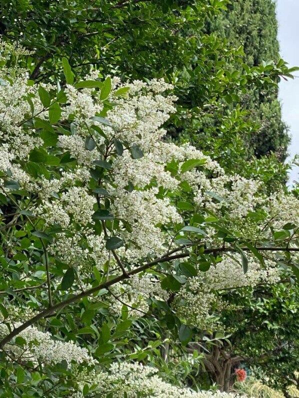 Troène en fleur, Suresnes (92)