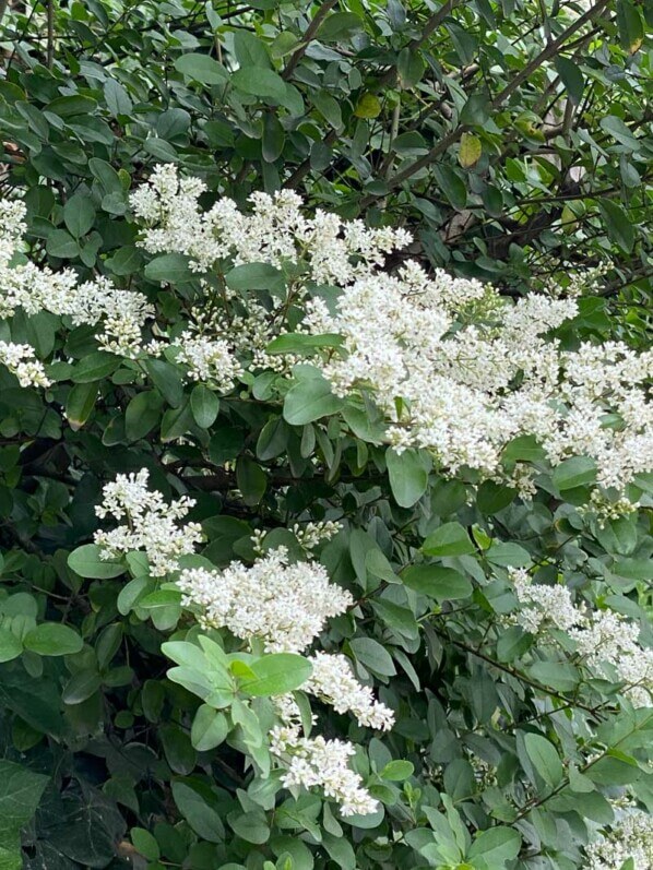 Troène en fleur, Suresnes (92)