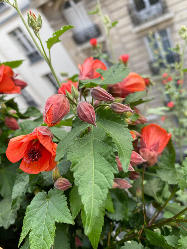 Abutilon à fleurs orange en début d'été sur mon balcon parisien, Paris 19e (75)