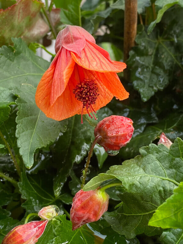 Abutilon à fleurs orange en début d'été sur mon balcon parisien, Paris 19e (75)