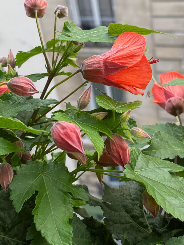 Abutilon à fleurs orange en début d'été sur mon balcon parisien, Paris 19e (75)