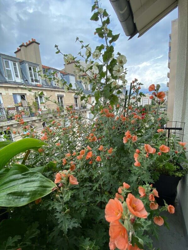 Sphaeralcea 'Childerley' et Alcathea suffrutescens 'Parkallee' en été sur mon balcon parisien, Paris 19e (75)