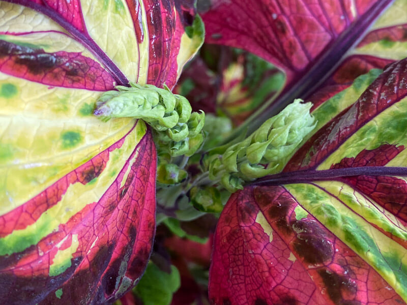 Coleus (Solenostemon) Kong Mosaïc en été sur mon balcon parisien, Paris 19e (75)