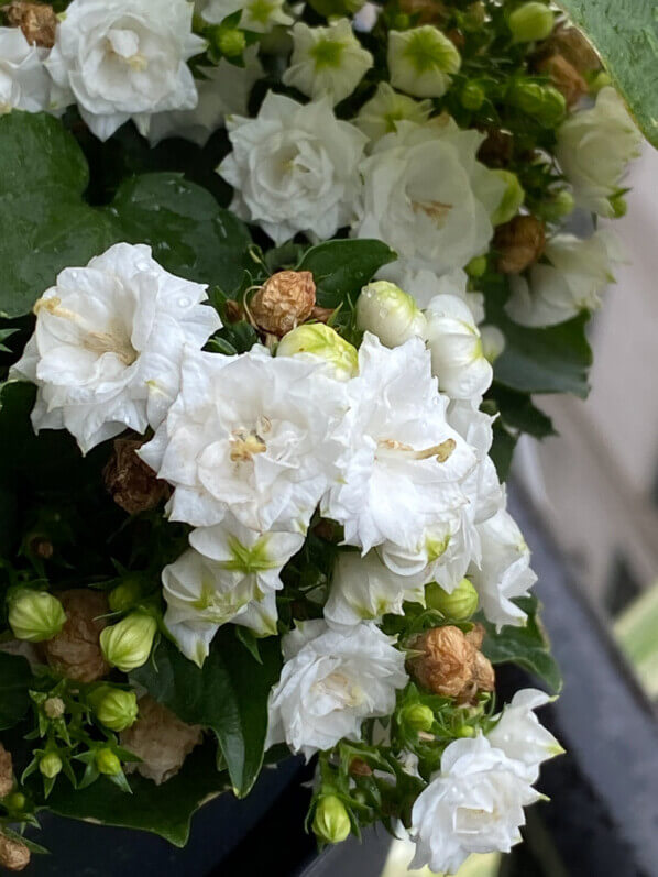 Campanula x haylodgensis 'White Bali' en été sur mon balcon parisien, Paris 19e (75)