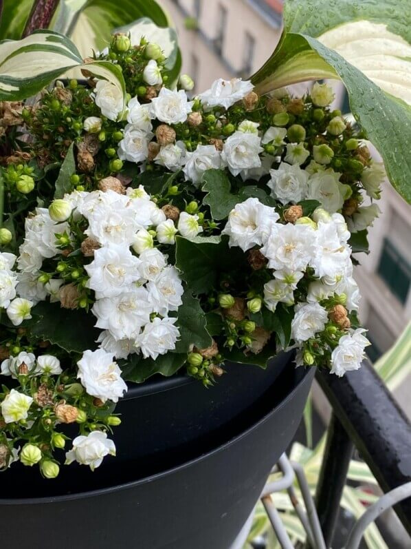 Campanula x haylodgensis 'White Bali' en été sur mon balcon parisien, Paris 19e (75)