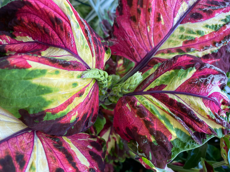 Coleus (Solenostemon) Kong Mosaïc en été sur mon balcon parisien, Paris 19e (75)