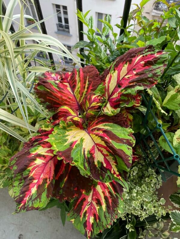 Coléus (Solenostemon) Kong Mosaïc en début d'été sur mon balcon parisien, Paris 19e (75)