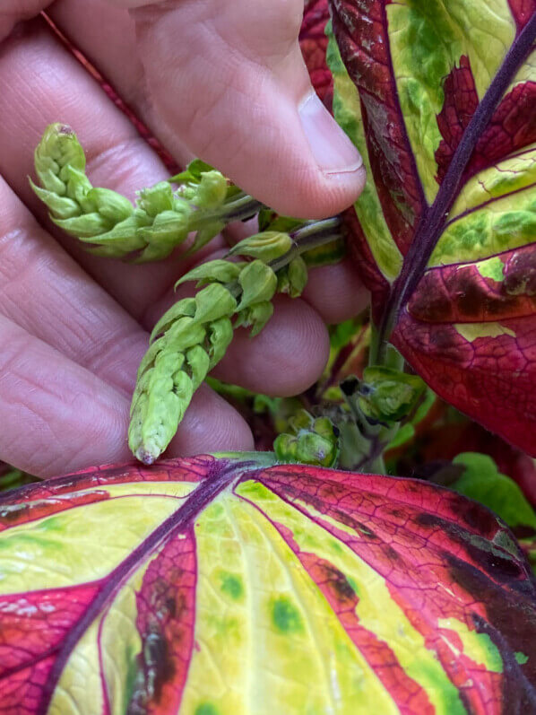 Pincement des boutons floraux de mon Coleus (Solenostemon) Kong Mosaïc en été sur mon balcon parisien, Paris 19e (75)