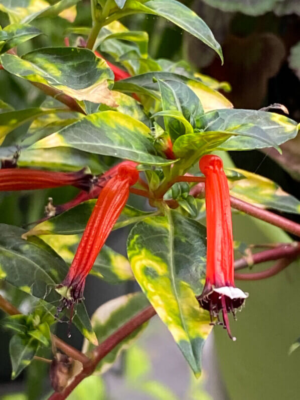 Cuphea ignea 'Aurea' en été sur mon balcon parisien, Paris 19e (75)