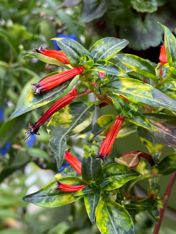 Lire la suite à propos de l’article Variété panachée de la fleur cigarette (Cuphea ignea)