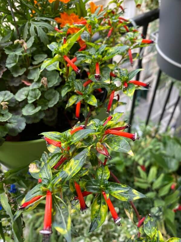 Cuphea ignea 'Aurea' en été sur mon balcon parisien, Paris 19e (75)