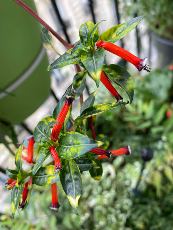 Cuphea ignea 'Aurea' en été sur mon balcon parisien, Paris 19e (75)