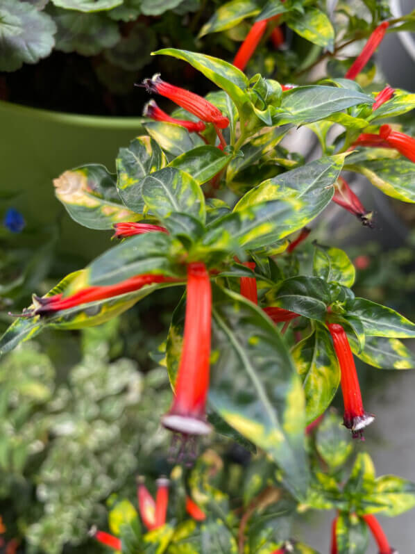 Cuphea ignea 'Aurea' en été sur mon balcon parisien, Paris 19e (75)