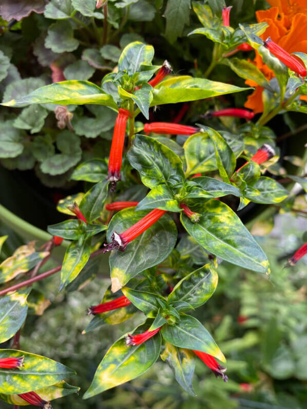 Cuphea ignea 'Aurea' en été sur mon balcon parisien, Paris 19e (75)