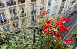 Dipladenia, Sphaeralcea et Pelargonium en début d'été sur mon balcon parisien, Paris 19e (75)