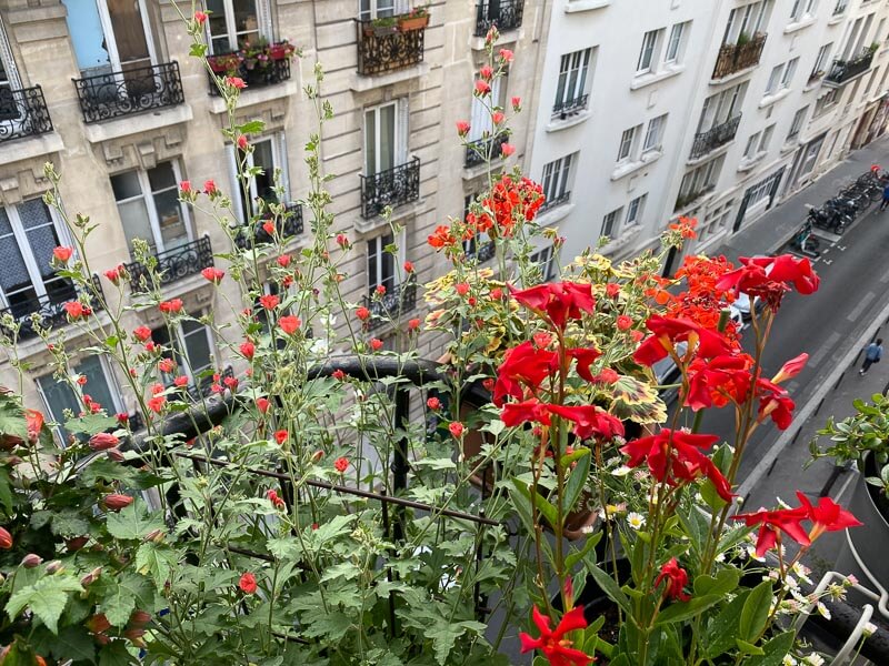 Dipladenia, Sphaeralcea et Pelargonium en début d'été sur mon balcon parisien, Paris 19e (75)