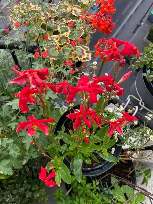 Dipladenia, Sphaeralcea et Pelargonium en début d'été sur mon balcon parisien, Paris 19e (75)