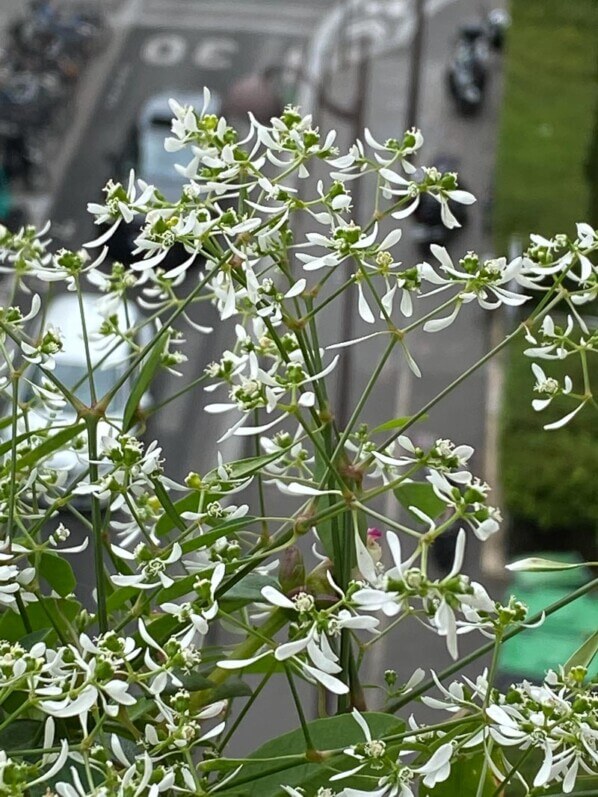 Euphorbe 'Diamond Frost', potée en été sur mon balcon parisien, Paris 19e (75)