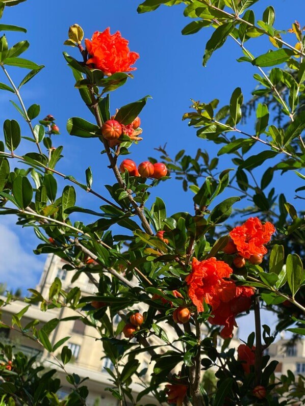 Grenadier à fleurs doubles, Punica granatum, en été dans le parc de Passy, Paris 16e (75)