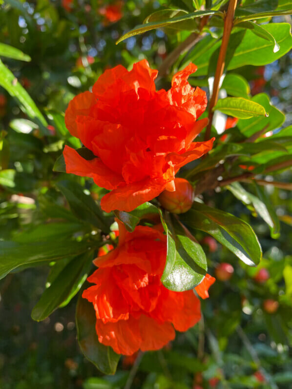 Grenadier à fleurs doubles, Punica granatum, en été dans le parc de Passy, Paris 16e (75)